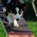 Unleash Your Dog’s Potential: Affordable Training Solutions for Every Pup