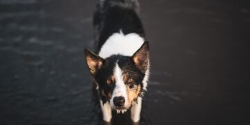 Find Expert Dog Potty Training Services Near Me for a Clean and Happy Pup!