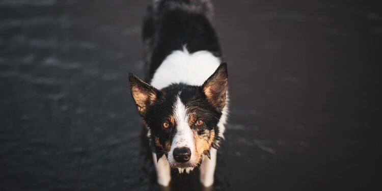 Find Expert Dog Potty Training Services Near Me for a Clean and Happy Pup!