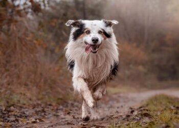 Pawsitive Progress: Find Top-Rated Dog Training Classes Near You!