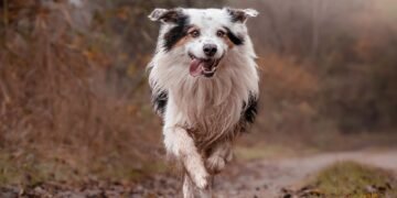 Pawsitive Progress: Find Top-Rated Dog Training Classes Near You!