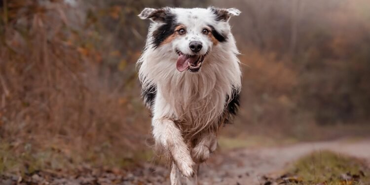 Pawsitive Progress: Find Top-Rated Dog Training Classes Near You!