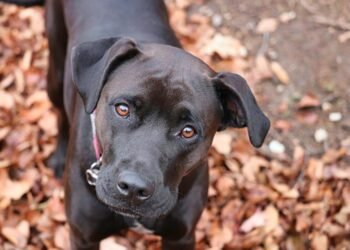 Pawsitively Perfect: The Best Dog-Friendly Parks in Your Area