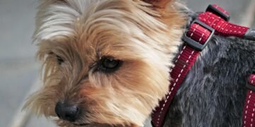 Paws and Stay: Unleashing the Best Dog-Friendly Hotels for Your Furry Friend