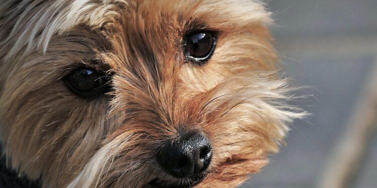 Paws and Plates: The Top Dog-Friendly Restaurants in Your Area