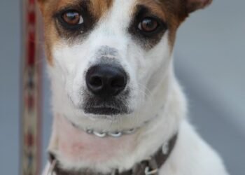 Mastering Dog Potty Training: Your Local Guide to Success