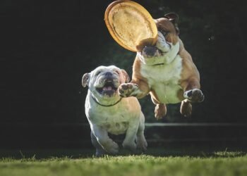 Mastering Canine Aggression: Expert Training Near You