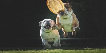 Mastering Canine Aggression: Expert Training Near You