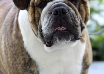 Pawsitive Progress: Unleashing the Power of Therapy Dog Training Near You