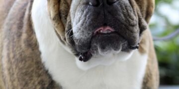 Pawsitive Progress: Unleashing the Power of Therapy Dog Training Near You