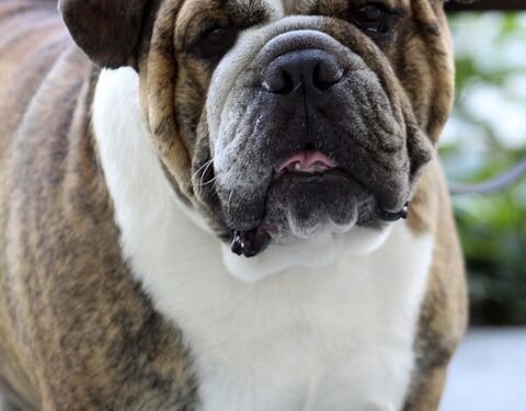 Pawsitive Progress: Unleashing the Power of Therapy Dog Training Near You