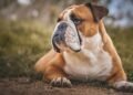 Unleash Your Dog’s Potential: Top-rated Dog Training Schools in Your Area