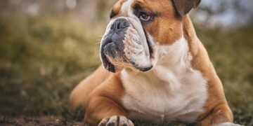 Unleash Your Dog’s Potential: Top-rated Dog Training Schools in Your Area