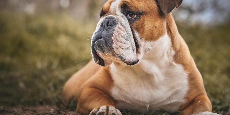 Unleash Your Dog’s Potential: Top-rated Dog Training Schools in Your Area