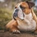 Unleash Your Dog’s Potential: Top-rated Dog Training Schools in Your Area