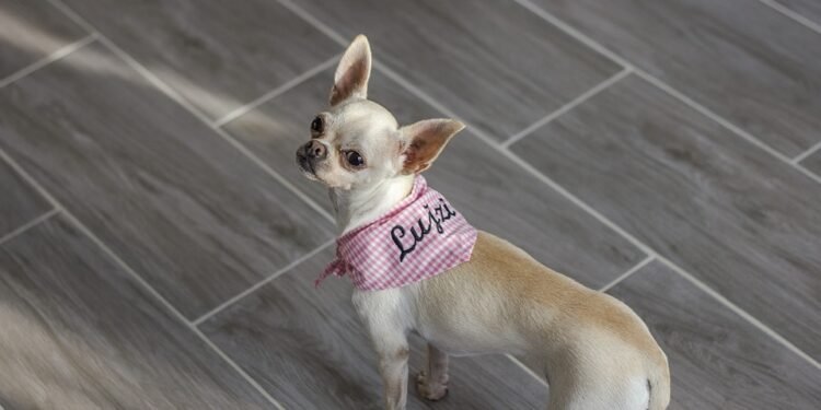 Paw-sitively Stylish: The Ultimate Guide to Dog Sweaters for Every Season