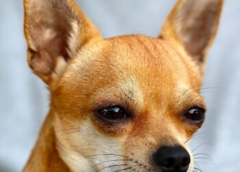 Unleash Your Dog’s Potential: Top-Rated Training Classes Right in Your Neighborhood