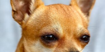 Unleash Your Dog’s Potential: Top-Rated Training Classes Right in Your Neighborhood