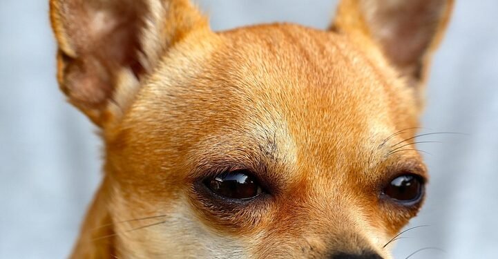 Unleash Your Dog’s Potential: Top-Rated Training Classes Right in Your Neighborhood