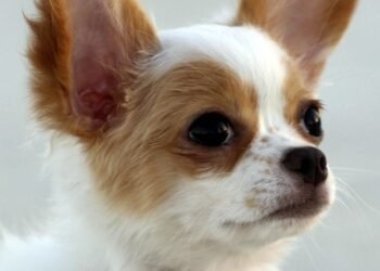 Mastering Dog Aggression: Your Local Expert in Training Near Me