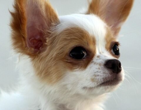 Mastering Dog Aggression: Your Local Expert in Training Near Me