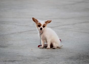 Unleash Your Dog’s Potential: Find the Best Training Camp Near You!