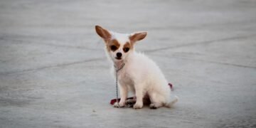 Unleash Your Dog’s Potential: Find the Best Training Camp Near You!