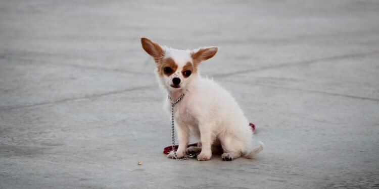 Unleash Your Dog’s Potential: Find the Best Training Camp Near You!