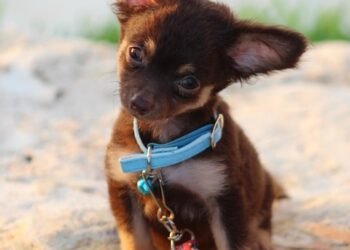 Unleash Your Dog’s Potential: Top-rated Dog Training Schools Near You