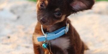 Unleash Your Dog’s Potential: Top-rated Dog Training Schools Near You