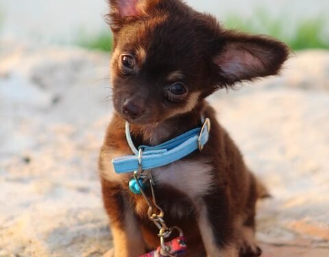 Unleash Your Dog’s Potential: Top-rated Dog Training Schools Near You