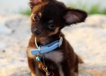 Pawsitive Training: Unleashing Your Dog’s Potential at a Camp Near You