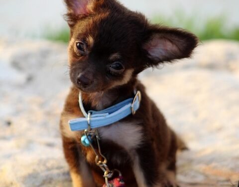 Pawsitive Training: Unleashing Your Dog’s Potential at a Camp Near You