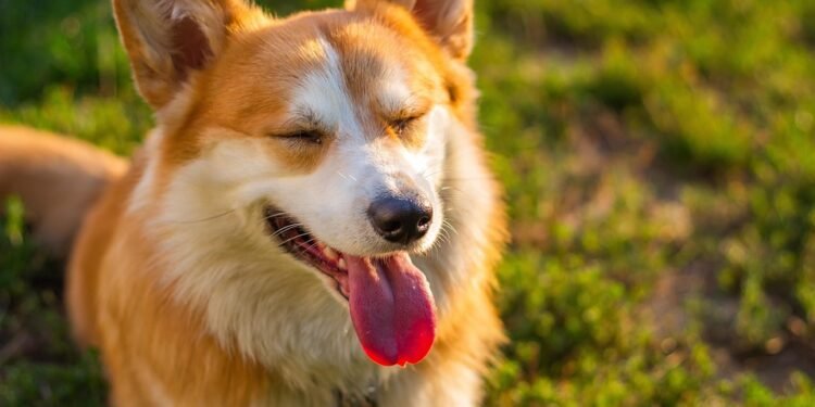 Stay-Put Paws: The Top Dog Boots for Active Pups