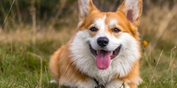 Unleash Your Dog’s Potential: Top Therapy Dog Training Near You