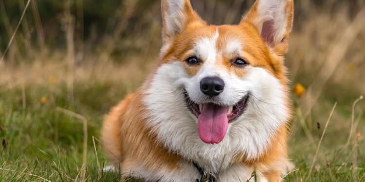 Unleash Your Dog’s Potential: Top Therapy Dog Training Near You