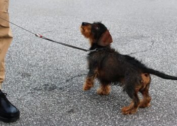 Unleashing Happiness: Discover Top Therapy Dog Training Near You