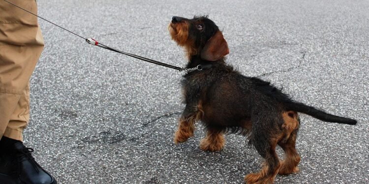 Unleashing Happiness: Discover Top Therapy Dog Training Near You