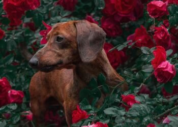 Unleash Your Dog’s Potential: Find Free Dog Training Near Me Today!