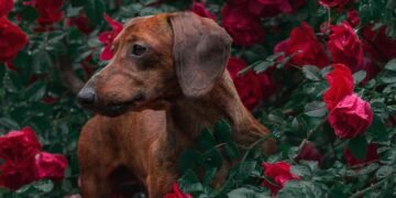 Unleash Your Dog’s Potential: Find Free Dog Training Near Me Today!