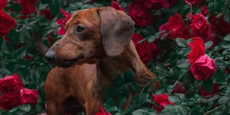 Unleash Your Dog’s Potential: Find Free Dog Training Near Me Today!