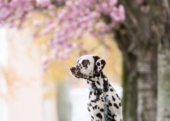 Unleash Your Dog’s Potential: Enroll in the Top Dog Training Camp Near You!