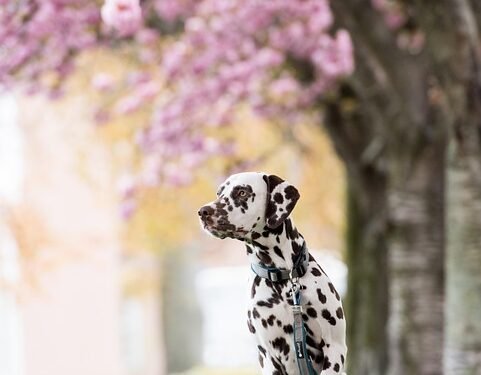 Unleash Your Dog’s Potential: Enroll in the Top Dog Training Camp Near You!