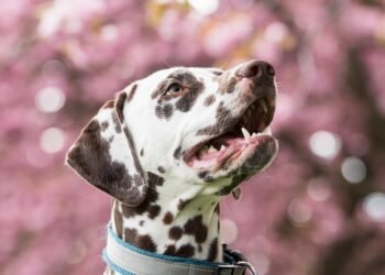 The Ultimate Guide to Private Dog Training: Unleashing Your Pup’s Full Potential