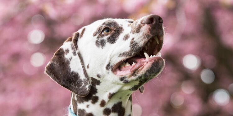 The Ultimate Guide to Private Dog Training: Unleashing Your Pup’s Full Potential