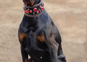 Pawsitively Unique: Personalized Dog Collars for Your Furry Friend