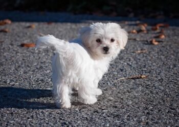 Pint-Sized and Allergy-Friendly: The Best Small Hypoallergenic Dog Breeds