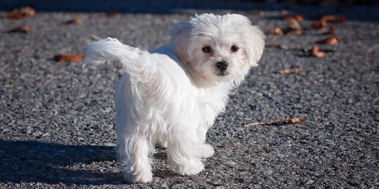 Pint-Sized and Allergy-Friendly: The Best Small Hypoallergenic Dog Breeds