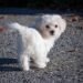 Pint-Sized and Allergy-Friendly: The Best Small Hypoallergenic Dog Breeds