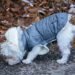 Pawsitively Stylish: The Ultimate Guide to Dog Socks for Fashionable Pups